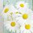 Meriem Ahmed A.
