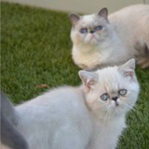 ExoColourcats Cattery F.