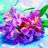 Hajer M.